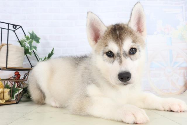 広島県のシベリアンハスキー (Coo&RIKUゆめタウン大竹店/2025年10月20日生まれ/女の子/シルバーホワイト)の子犬の2枚目の画像