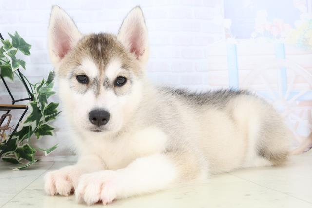 広島県のシベリアンハスキー (Coo&RIKUゆめタウン大竹店/2025年10月20日生まれ/女の子/シルバーホワイト)の子犬の3枚目の画像