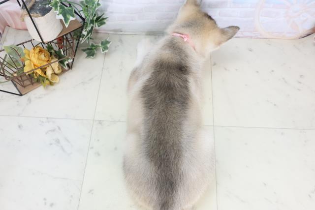 広島県のシベリアンハスキー (Coo&RIKUゆめタウン大竹店/2025年10月20日生まれ/女の子/シルバーホワイト)の子犬の4枚目の画像