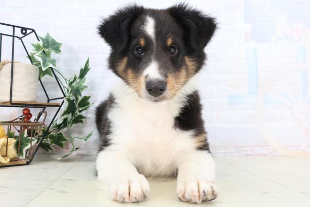 高知県のシェットランドシープドッグ (Coo&RIKU高知御座店/2025年10月21日生まれ/男の子/トライカラー)の子犬の1枚目の画像