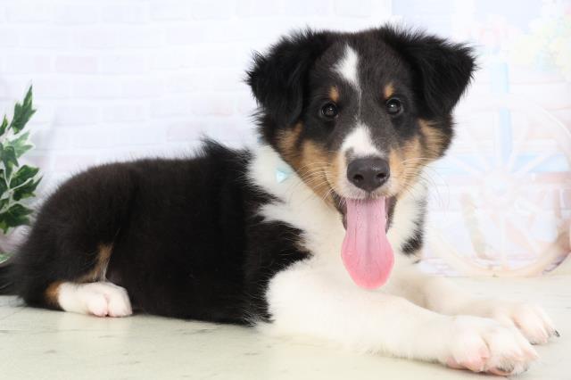 高知県のシェットランドシープドッグ (Coo&RIKU高知御座店/2025年10月21日生まれ/男の子/トライカラー)の子犬の2枚目の画像