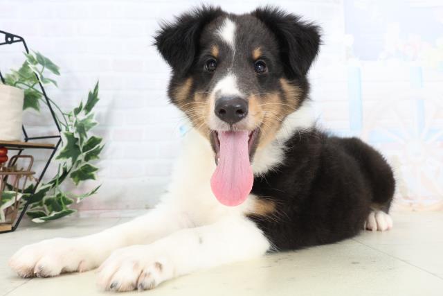 高知県のシェットランドシープドッグ (Coo&RIKU高知御座店/2025年10月21日生まれ/男の子/トライカラー)の子犬の3枚目の画像