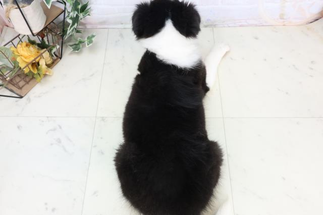 高知県のシェットランドシープドッグ (Coo&RIKU高知御座店/2025年10月21日生まれ/男の子/トライカラー)の子犬の4枚目の画像