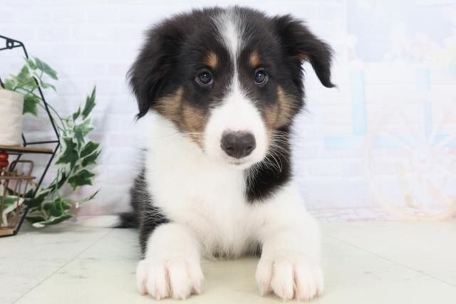 島根県のシェットランドシープドッグ (Coo&RIKU出雲店/2025年10月21日生まれ/男の子/トライカラー)の子犬の1枚目の画像