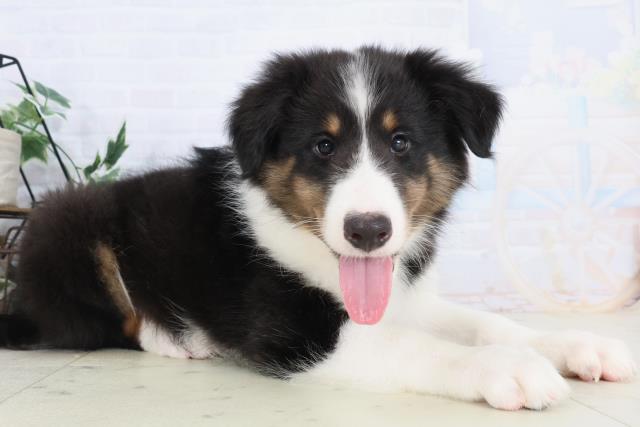 島根県のシェットランドシープドッグ (Coo&RIKU出雲店/2025年10月21日生まれ/男の子/トライカラー)の子犬の2枚目の画像