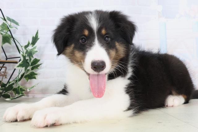 島根県のシェットランドシープドッグ (Coo&RIKU出雲店/2025年10月21日生まれ/男の子/トライカラー)の子犬の3枚目の画像