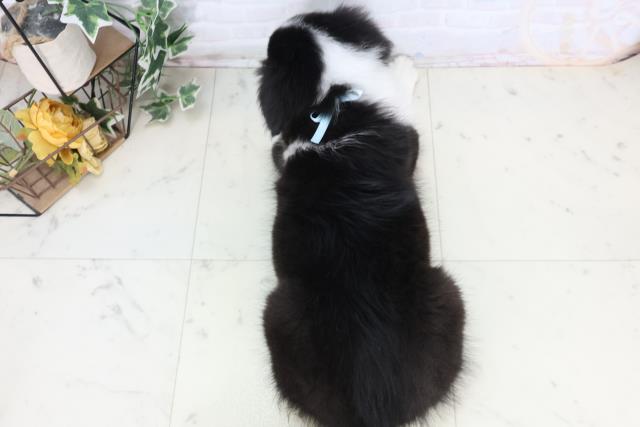 島根県のシェットランドシープドッグ (Coo&RIKU出雲店/2025年10月21日生まれ/男の子/トライカラー)の子犬の4枚目の画像