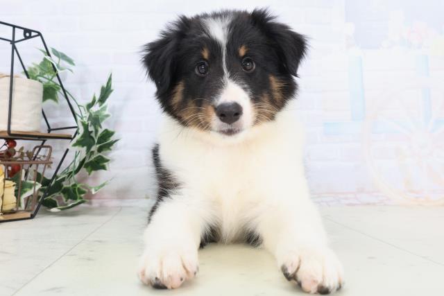 広島県のシェットランドシープドッグ (Coo&RIKU広島北店/2025年10月21日生まれ/女の子/トライカラー)の子犬の1枚目の画像