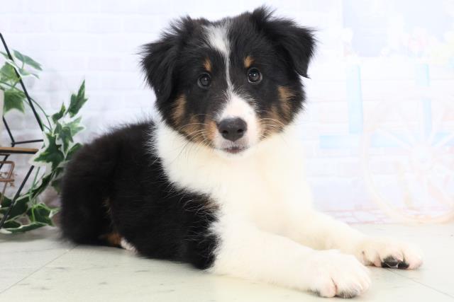 広島県のシェットランドシープドッグ (Coo&RIKU広島北店/2025年10月21日生まれ/女の子/トライカラー)の子犬の2枚目の画像