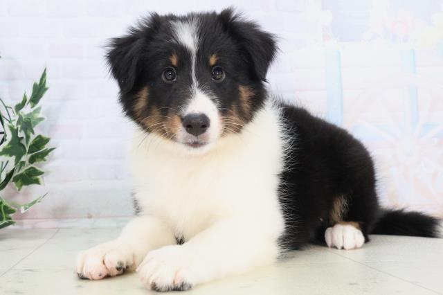 広島県のシェットランドシープドッグ (Coo&RIKU広島北店/2025年10月21日生まれ/女の子/トライカラー)の子犬の3枚目の画像