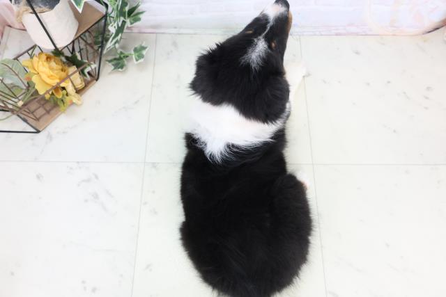 広島県のシェットランドシープドッグ (Coo&RIKU広島北店/2025年10月21日生まれ/女の子/トライカラー)の子犬の4枚目の画像