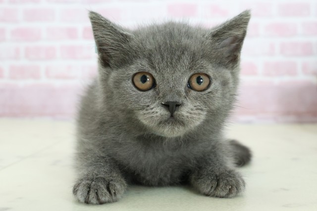 福岡県のブリティッシュショートヘアー (Coo&RIKU筑後店/2025年9月26日生まれ/男の子/ブルー)の子猫