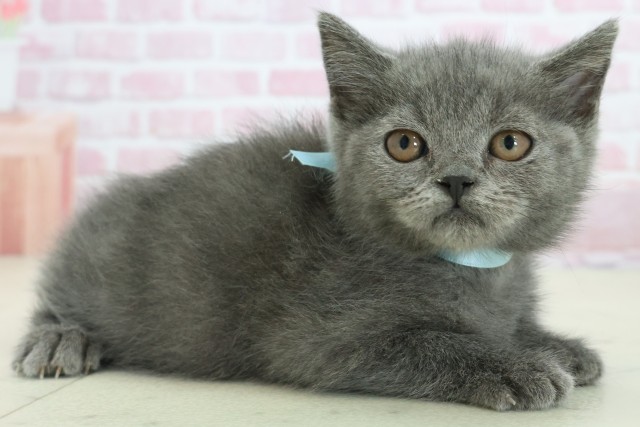 福岡県のブリティッシュショートヘアー (Coo&RIKU筑後店/2025年9月26日生まれ/男の子/ブルー)の子猫の2枚目の画像