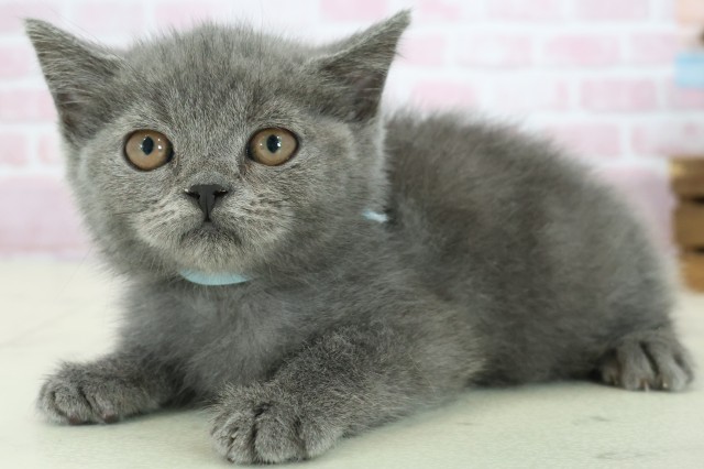 福岡県のブリティッシュショートヘアー (Coo&RIKU筑後店/2025年9月26日生まれ/男の子/ブルー)の子猫の3枚目の画像