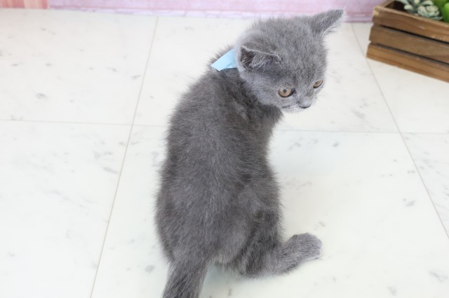 福岡県のブリティッシュショートヘアー (Coo&RIKU筑後店/2025年9月26日生まれ/男の子/ブルー)の子猫の4枚目の画像