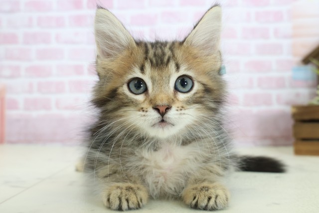 愛媛県のサイベリアン (Coo&RIKU愛媛松山店/2025年10月12日生まれ/男の子/ブラウンタビー)の子猫の1枚目の画像