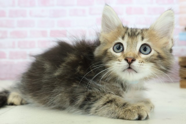 愛媛県のサイベリアン (Coo&RIKU愛媛松山店/2025年10月12日生まれ/男の子/ブラウンタビー)の子猫の2枚目の画像
