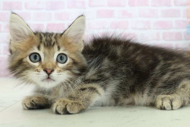 愛媛県のサイベリアン (Coo&RIKU愛媛松山店/2025年10月12日生まれ/男の子/ブラウンタビー)の子猫の3枚目の画像