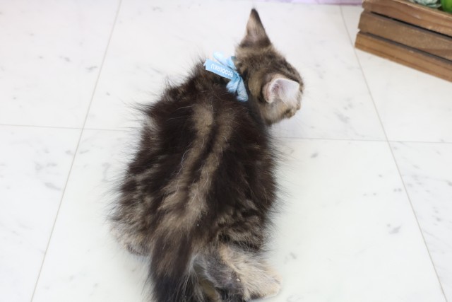 愛媛県のサイベリアン (Coo&RIKU愛媛松山店/2025年10月12日生まれ/男の子/ブラウンタビー)の子猫の4枚目の画像