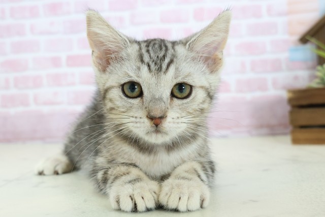 福岡県のマンチカン (Coo&RIKU福岡西店/2025年9月23日生まれ/女の子/シルバータビー)の子猫