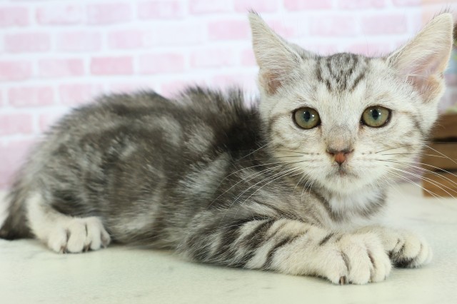 福岡県のマンチカン (Coo&RIKU福岡西店/2025年9月23日生まれ/女の子/シルバータビー)の子猫の2枚目の画像