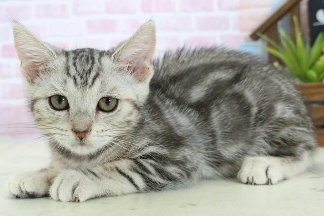 福岡県のマンチカン (Coo&RIKU福岡西店/2025年9月23日生まれ/女の子/シルバータビー)の子猫の3枚目の画像