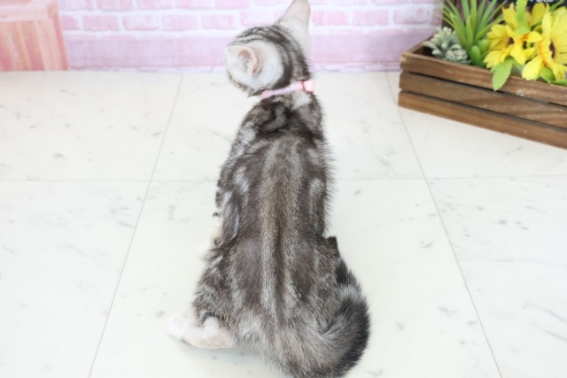 福岡県のマンチカン (Coo&RIKU福岡西店/2025年9月23日生まれ/女の子/シルバータビー)の子猫の4枚目の画像
