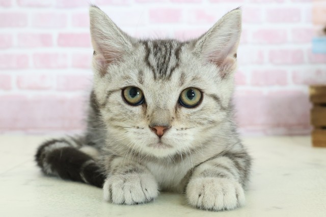 熊本県のマンチカン (Coo&RIKU熊本店/2025年9月23日生まれ/女の子/シルバータビー)の子猫