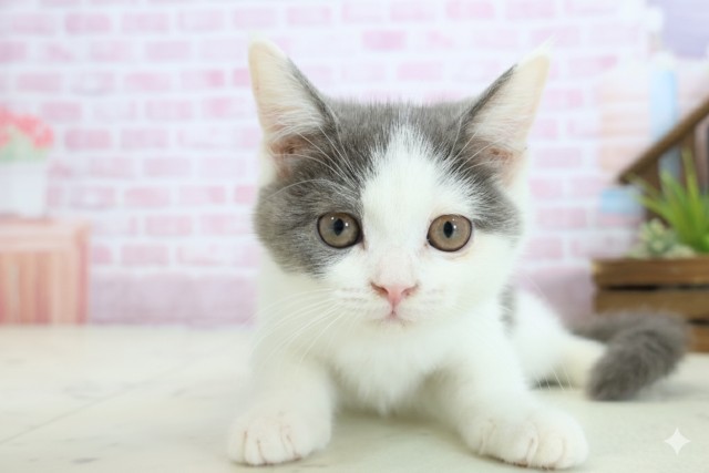 福岡県のブリティッシュショートヘアー (Coo&RIKU福岡東店/2025年10月3日生まれ/女の子/ブルーホワイト)の子猫