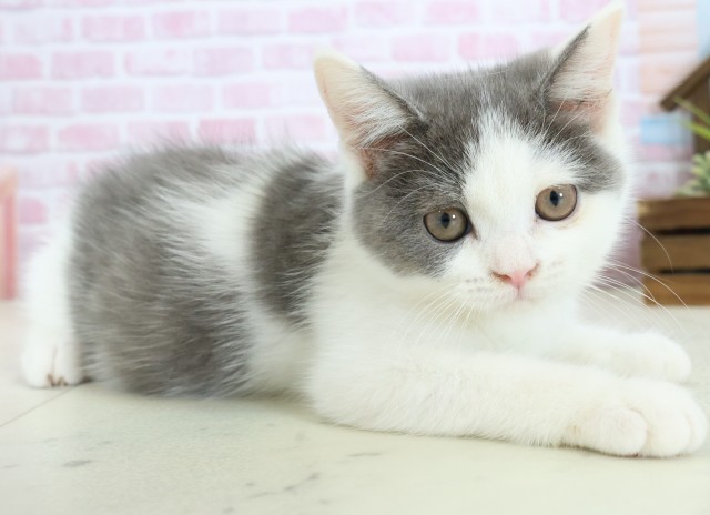 福岡県のブリティッシュショートヘアー (Coo&RIKU福岡東店/2025年10月3日生まれ/女の子/ブルーホワイト)の子猫の2枚目の画像
