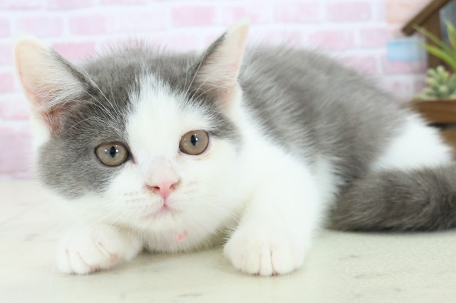 福岡県のブリティッシュショートヘアー (Coo&RIKU福岡東店/2025年10月3日生まれ/女の子/ブルーホワイト)の子猫の3枚目の画像