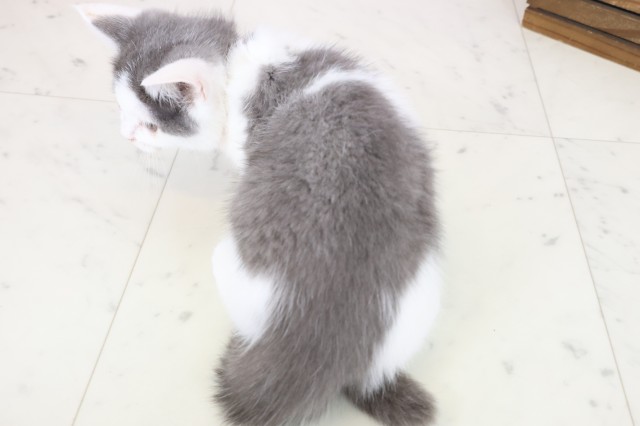 福岡県のブリティッシュショートヘアー (Coo&RIKU福岡東店/2025年10月3日生まれ/女の子/ブルーホワイト)の子猫の4枚目の画像