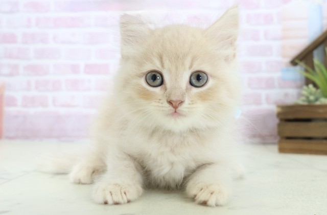 高知県のサイベリアン (Coo&RIKU高知御座店/2025年10月23日生まれ/男の子/クリームタビー)の子猫の1枚目の画像