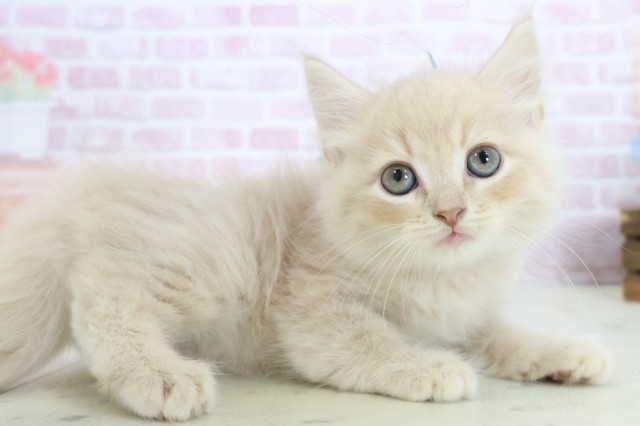 高知県のサイベリアン (Coo&RIKU高知御座店/2025年10月23日生まれ/男の子/クリームタビー)の子猫の2枚目の画像