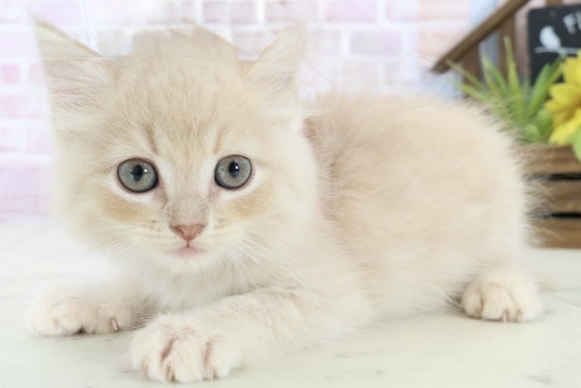 高知県のサイベリアン (Coo&RIKU高知御座店/2025年10月23日生まれ/男の子/クリームタビー)の子猫の3枚目の画像