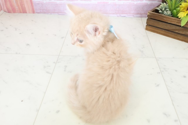 高知県のサイベリアン (Coo&RIKU高知御座店/2025年10月23日生まれ/男の子/クリームタビー)の子猫の4枚目の画像