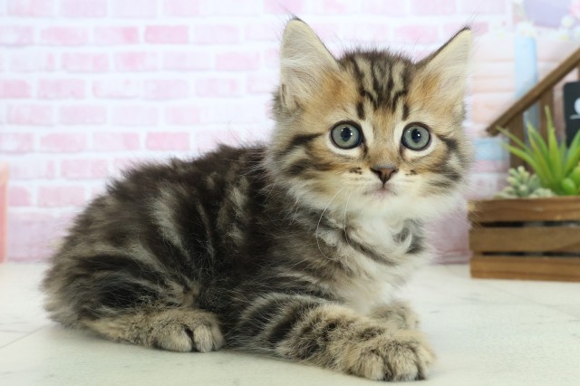 山口県のサイベリアン (Coo&RIKUサンパークあじす店/2025年10月23日生まれ/男の子/ブラウンタビー)の子猫の2枚目の画像