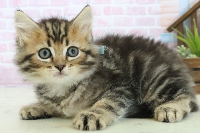 山口県のサイベリアン (Coo&RIKUサンパークあじす店/2025年10月23日生まれ/男の子/ブラウンタビー)の子猫の3枚目の画像