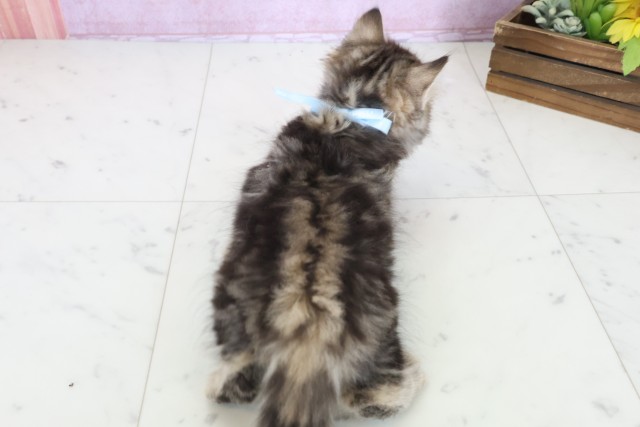 山口県のサイベリアン (Coo&RIKUサンパークあじす店/2025年10月23日生まれ/男の子/ブラウンタビー)の子猫の4枚目の画像