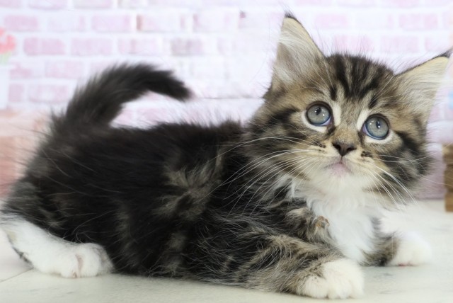 島根県のサイベリアン (Coo&RIKU出雲店/2025年10月23日生まれ/女の子/ブラウンタビーホワイト)の子猫の2枚目の画像