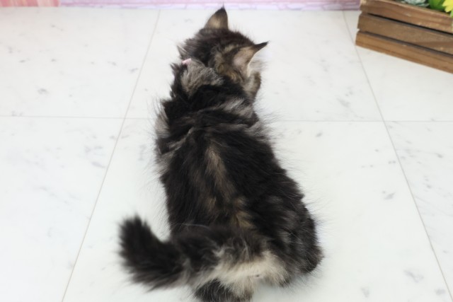 島根県のサイベリアン (Coo&RIKU出雲店/2025年10月23日生まれ/女の子/ブラウンタビーホワイト)の子猫の4枚目の画像