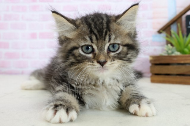 福岡県のサイベリアン (Coo&RIKU黒崎店/2025年10月23日生まれ/女の子/ブラウンタビーホワイト)の子猫