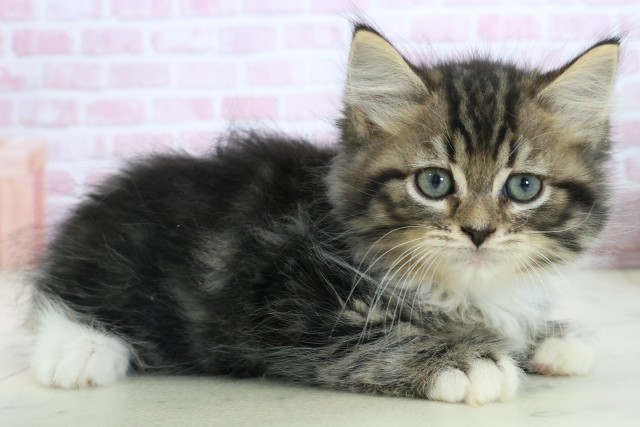 福岡県のサイベリアン (Coo&RIKU黒崎店/2025年10月23日生まれ/女の子/ブラウンタビーホワイト)の子猫の2枚目の画像