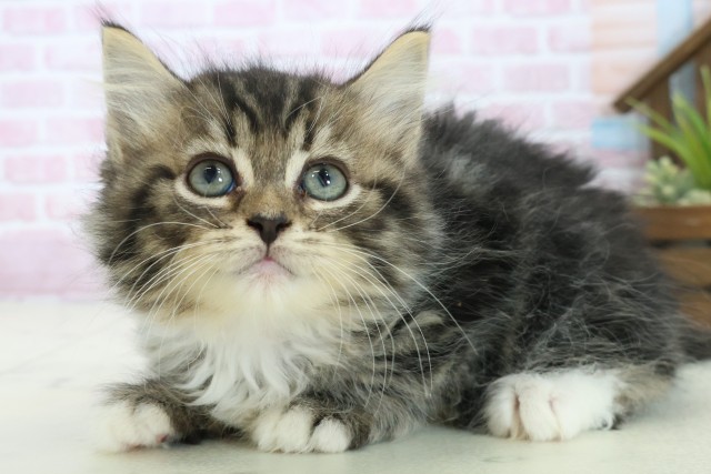 福岡県のサイベリアン (Coo&RIKU黒崎店/2025年10月23日生まれ/女の子/ブラウンタビーホワイト)の子猫の3枚目の画像