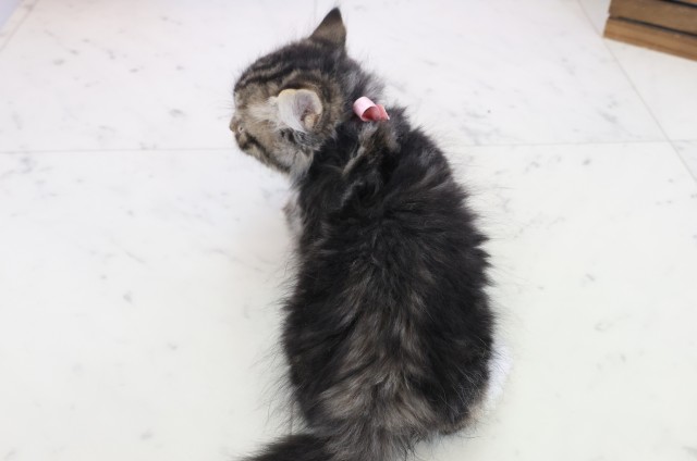 福岡県のサイベリアン (Coo&RIKU黒崎店/2025年10月23日生まれ/女の子/ブラウンタビーホワイト)の子猫の4枚目の画像