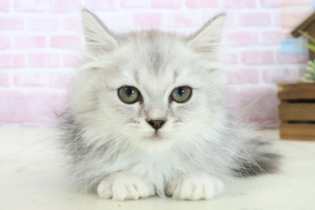 福岡県のミヌエット (Coo&RIKU福岡東店/2025年9月30日生まれ/男の子/チンチラシルバー)の子猫