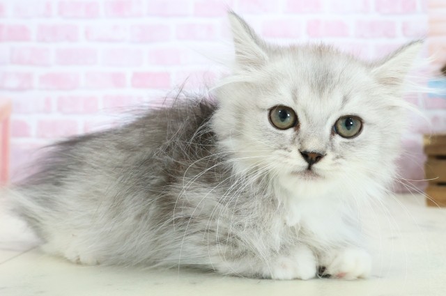 福岡県のミヌエット (Coo&RIKU福岡東店/2025年9月30日生まれ/男の子/チンチラシルバー)の子猫の2枚目の画像