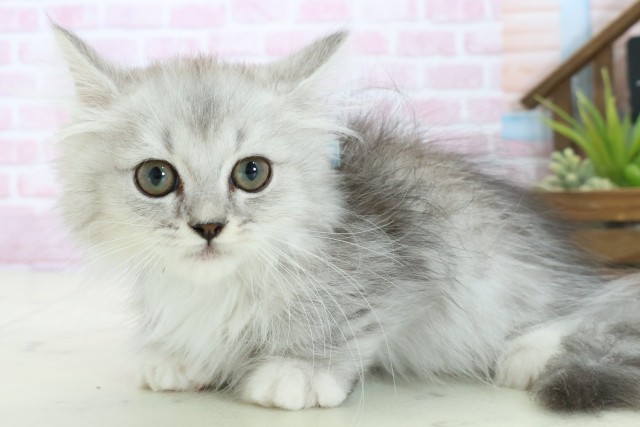 福岡県のミヌエット (Coo&RIKU福岡東店/2025年9月30日生まれ/男の子/チンチラシルバー)の子猫の3枚目の画像