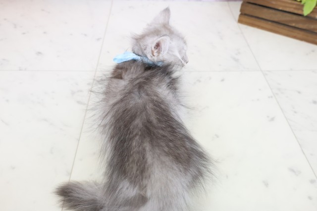 福岡県のミヌエット (Coo&RIKU福岡東店/2025年9月30日生まれ/男の子/チンチラシルバー)の子猫の4枚目の画像