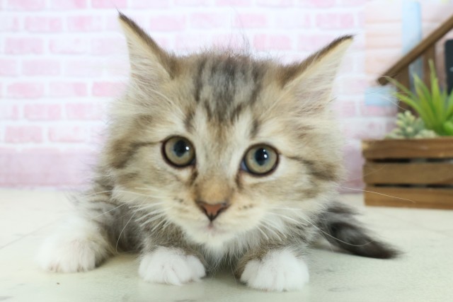 広島県のミヌエット (Coo&RIKU広島北店/2025年9月30日生まれ/女の子/ブラウンタビーホワイト)の子猫の1枚目の画像